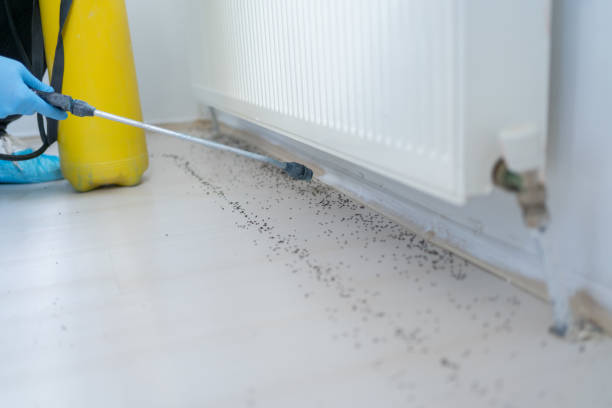 Best Flea Control Services  in Dianapolis, IN